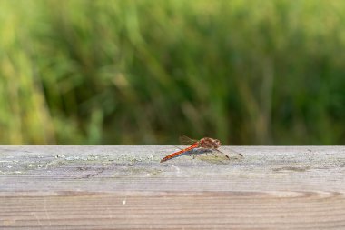 Darter yusufçuğu (Sympetrum striolatum). Yusufçuk yeşil arka planı olan ahşap bir tırabzana tünemişti..