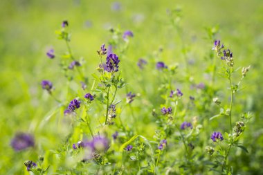 Çiçekli yoncalar (Medicago sativa). Yüksek proteinli bitkiler ara. Seçici odaklanma. Kapak tasarımı.