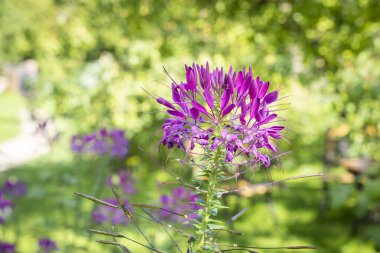 Yazın güneşte pembe Cleome adında bir çiçeğin yakın çekimi. Bahçede pembe örümcek çiçeği (Cleome hassleriana). Cleome türleri genellikle örümcek çiçekleri, örümcek bitkileri, örümcek otları veya arı bitkileri olarak bilinir..