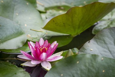 Kırmızı nilüferler (Nymphaea alba frosea) bir göletin sularındaki yapraklarla çevrilidir. Kırmızı suya yakın Lily Nymphaea alba frosea.