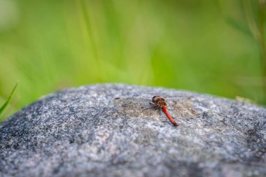 Darter yusufçuğu (Sympetrum striolatum). Yusufçuk yeşil arka planı olan bir taşın üzerine tünemiş..