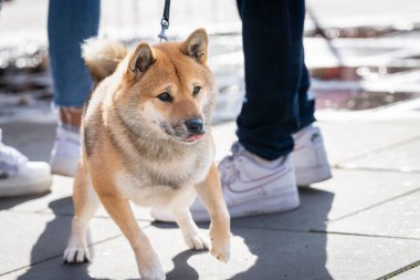 Bir Shiba Inu sokakta yürürken tasmasını sertçe çeker. Shiba Inu yürürken tasmayı öne çeker. Köpekçik için itaat eğitimi. Köpek gezdirme. Köpek bakıcısı