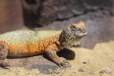Kuzey Afrika Dikenli Kertenkele veya Çan Kertenkelesi (Uromastyx acanthinura, Uromastyx acanthinurus).
