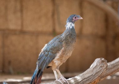 Paslı Chachalaca veya Cocrico (Ortalis ruficauda). Kırmızı kuyruklu Guan yetişkin, dalın üzerinde duruyor..