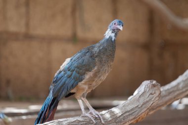 Paslı Chachalaca veya Cocrico (Ortalis ruficauda). Kırmızı kuyruklu Guan yetişkin, dalın üzerinde duruyor..