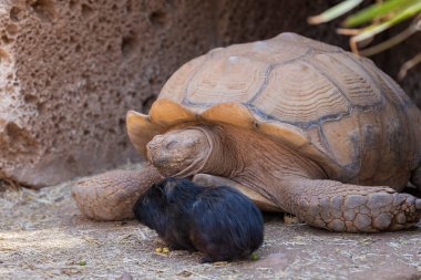 Afrika mahmuzlu kaplumbağa (Centrochelys sulcata) ve gine büyüklüğünde (Cavia porcellus). Siyah kobay fareli, dev, dost canlısı kaplumbağa. Büyük ve küçük en iyi arkadaşlardır..