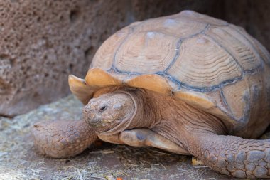 Afrika mahmuzlu kaplumbağa (Centrochelys sulcata), Sahra Çölü 'nün yerli bir türüdür. Yaşlı dev dost kaplumbağa..