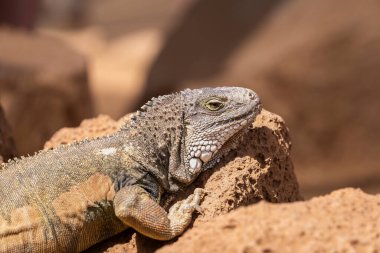 Yeşil iguana, iguana iguanası. Kumlu bir arka planda dinlenen vahşi yeşil bir iguananın yakın plan görüntüsü..