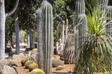 Tenerife İspanya 'da bir kaktüs bahçesi manzarası. Tenerife 'de farklı kaktüs tipleri ve sulu şeyler var. Seyahat et. Tatil.
