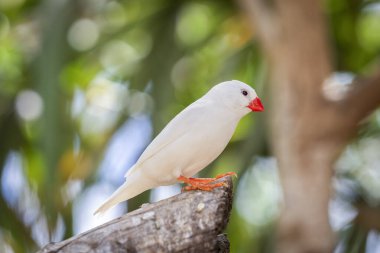 Beyaz Zebra Finch veya kestane kulaklı ispinoz (Taeniopygia castanotis) bir dal üzerinde. Duvar kağıdı. Seçici odak.