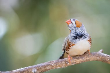 Bir dal üzerinde Avustralya Zebra Finch veya kestane kulaklı ispinoz (Taeniopygia castanotis). Duvar kağıdı. Seçici odak.