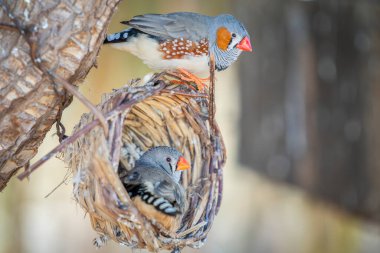 Avustralya Zebra Finch veya kuş yuvasında kestane kulaklı ispinoz (Taeniopygia castanotis). Bir çift Zebra İspinozu.