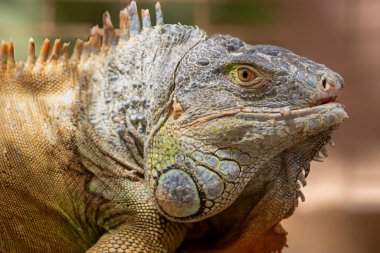 Yeşil iguana, iguana iguanası. Kumlu bir arka planda dinlenen vahşi yeşil bir iguananın yakın plan görüntüsü..