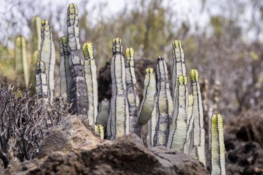 Euphorbia kanarya kanaryası kanarya adası, vahşi Kanarya Adaları 'nda yetişen kaktüs bitkisi. Endemic Canary Adası, Herkül Kulübü olarak da bilinir..