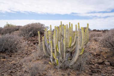 Euphorbia kanarya kanaryası kanarya adası, vahşi Kanarya Adaları 'nda yetişen kaktüs bitkisi. Endemic Canary Adası, Herkül Kulübü olarak da bilinir..