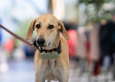 Zarif kumlu bir Sloughi 'nin portresi, Arap tazısı. Kafe arka planında bir Arap Greyhoundon portresi. Köpek dostu kafe..