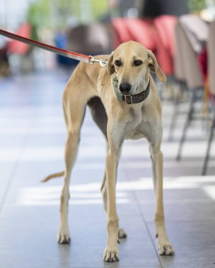 Zarif kumlu bir Sloughi 'nin portresi, Arap tazısı. Kafe arka planında bir Arap Greyhoundon portresi. Köpek dostu kafe..