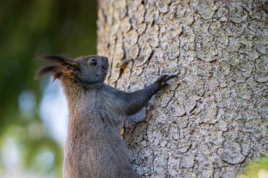 Bir köknar ağacının yanında Avrupa sincabı (Sciurus vulgaris). Kırmızı bir sincap çam ağacının gövdesine tırmanıyor. Gri kışlık ceketli bir sincabın yakın çekimi..