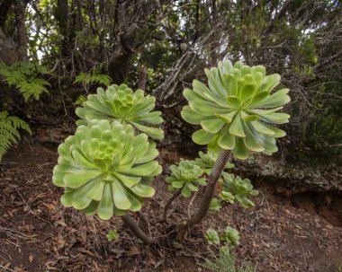 Latince 'de Aeonium canariense denilen sulu bir bitki, çeşitli bakireler. Kalın oval yapraklardan oluşmuş Rosette 'in yan görüntüsü. Aeonium canariense yeşil bitkileri (Kanarya Adası Aeonium).