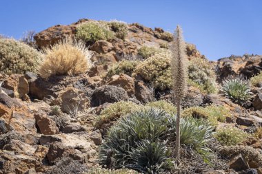 Teide Ulusal Parkı 'nda Echium Wildpretii' nin kurumuş iskeleti. Tajinaste Rojo 'nun kış bitkisi. Burglolar kışın volkanik bir arazide oluşur.