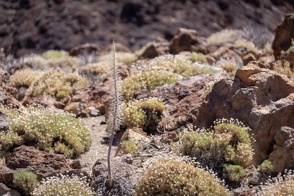 Teide Ulusal Parkı 'nda Echium Wildpretii' nin kurumuş iskeleti. Tajinaste Rojo 'nun kış bitkisi. Burglolar kışın volkanik bir arazide oluşur.