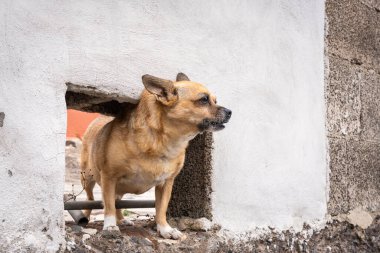 Küçük bakır Chigi Chihuahua Corgi köpeği. Chihuahua Corgi Mix-Chigi bahçeyi koruyor..