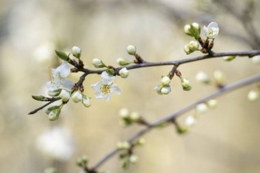 İlkbaharda damson ağacı çiçekleri. Beyaz damson çiçeği açan bahar çiçekleri, yatay arka plan. Bahar arkaplanı.