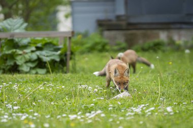 Şehir Tilkisi. Bahçedeki çimleri biçen iki kızıl tilki yavrusu. Bahçedeki balıklı tilki yavruları.