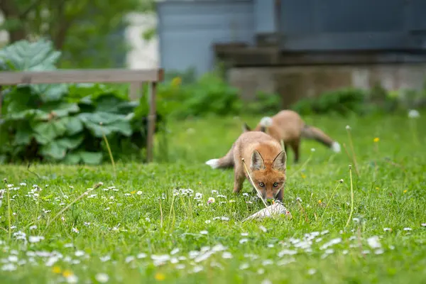 Şehir Tilkisi. Bahçedeki çimleri biçen iki kızıl tilki yavrusu. Bahçedeki balıklı tilki yavruları.