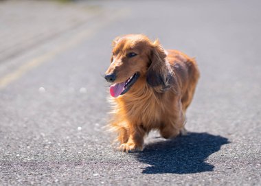 Köye giderken uzun saçlı, kırmızı renkli bir dachshund. Kızıl Uzun Saçlı Dachshund Güneşli bir yaz gününde.