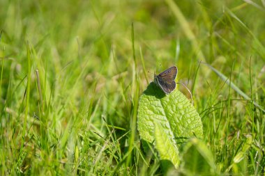 İnek yaprağı üzerinde sooty bakır (Lycaena tityrus). Çayırdaki Bakır Kelebek.