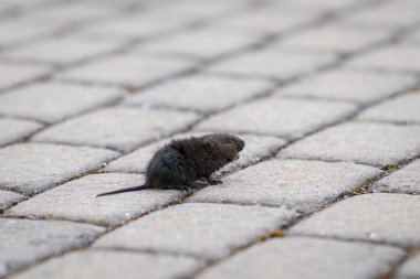 Avrupa su tarla faresi (Arvicola amfibiği), yarı su kemirgeni. Limandaki turtada bir kedi tarafından yakalanan su faresi.