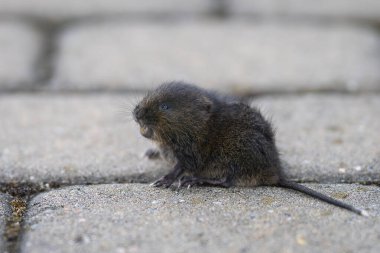 Avrupa su tarla faresi (Arvicola amfibiği), yarı su kemirgeni. Limandaki turtada bir kedi tarafından yakalanan su faresi.