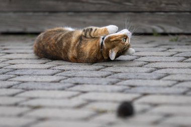 Bir kedi liman iskelesinde yakalanmış bir su faresiyle oynuyor. Avrupa su tarla fareli yerli kısa saçlı tekir kedi..