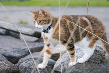 Yurt içi kısa saç, tekir renkli tasma, dışarıda sahipleriyle eğlenirken tasma takıyor. Avlanmayı, kaybolmayı, uzun yürüyüşleri seven hayvanlar için GPS takibi. Kediyle Tatil.