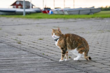 Yurt içi kısa saç, tekir renkli tasma, dışarıda sahipleriyle eğlenirken tasma takıyor. Avlanmayı, kaybolmayı, uzun yürüyüşleri seven hayvanlar için GPS takibi. Kediyle Tatil.