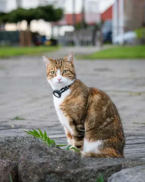 Yurt içi kısa saç, tekir renkli tasma, dışarıda sahipleriyle eğlenirken tasma takıyor. Avlanmayı, kaybolmayı, uzun yürüyüşleri seven hayvanlar için GPS takibi. Kediyle Tatil.