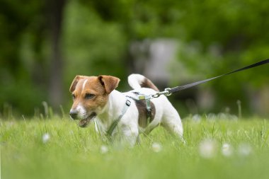 Safkan, pürüzsüz kaplamalı Jack Russell Terrier köpeği bahçede. Jack Russell Terrier köpeği, bronz tenli, beyaz kaplamalı, açık havada parkta..