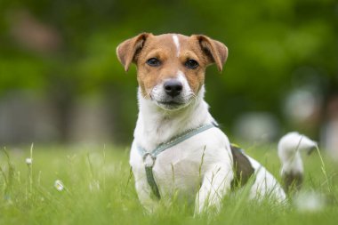 Safkan, pürüzsüz kaplamalı Jack Russell Terrier köpeği bahçede. Jack Russell Terrier köpeği, bronz tenli, beyaz kaplamalı, açık havada parkta..