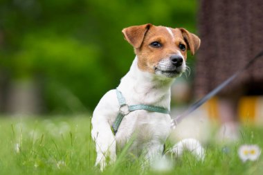 Safkan, pürüzsüz kaplamalı Jack Russell Terrier köpeği bahçede. Jack Russell Terrier köpeği, bronz tenli, beyaz kaplamalı, açık havada parkta..