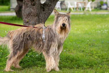 Köpek Berger Picard. Yetişkin Picardy Çoban Köpeği ayakta kameraya bakıyor..
