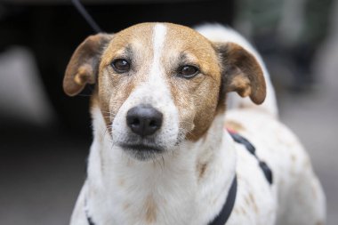 Jack Russell Terrier 'ın portresi, yakın plan. Köpek Jack Russell Terrier 'ın ön portresi..