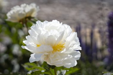 Çiçekli, beyaz, duble şakayıklı krema kasesi. Paeonia laktiflora kasesi. Çift kremalı beyaz şakayıklı krema kasesi yakın plan..