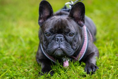 Siyah Fransız bulldog çimlerin üzerinde yatıyor. Siyah bir Fransız bulldog 'un yakın plan fotoğrafı..