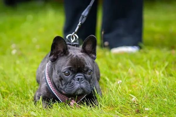 Siyah Fransız bulldog çimlerin üzerinde yatıyor. Siyah bir Fransız bulldog 'un yakın plan fotoğrafı..
