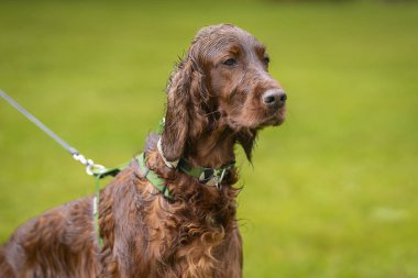 Sahada duran İrlandalı ayarlayıcıya yakın çekim. Yağmurlu bir günde kırmızı sosisli sandviç..