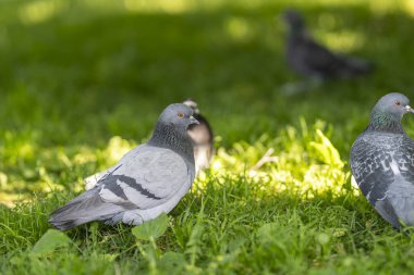 Vahşi güvercin (Columba livia domestica), yeşil alanda turuncu gözlü şehir güvercini olarak da bilinir. Şehir parkında güvercin