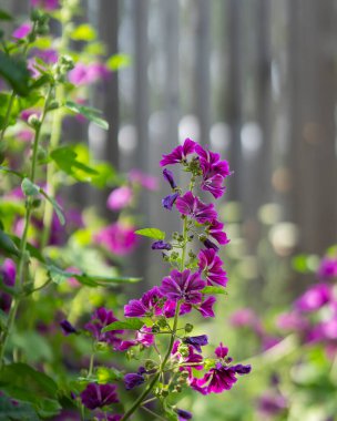 Yaygın mallow (Malva sylvestri), mor damarlı çiçek. Bahçedeki uzun yaban ördeği çiçekleri - Malva Sylvestris.