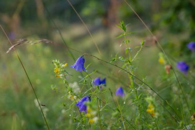 Campanula rotundifolia, İskoç çanı, İskoç çanı, ya da nemli bir sabahta BlueBell. Harebell kır çiçekleri yaz çayırında.