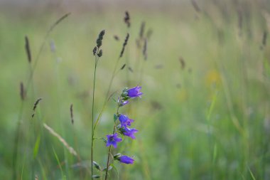 Isırgan otlağında çan çiçekleri sabah güneşinde. Çiçek açan ısırgan otu yapraklı çan çiçekleri, Campanula soluk borusu.